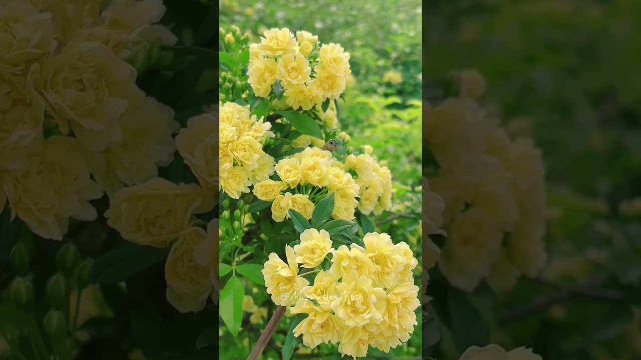 yellow flowers | beautiful garden | flower garden | my valley