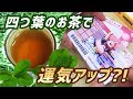 【運気アップ】四つ葉のクローバーだけで作ったお茶を飲んでスクラッチ削りにいった結果