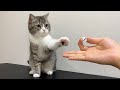 猫に手品を披露したらリアクションが100点すぎましたw