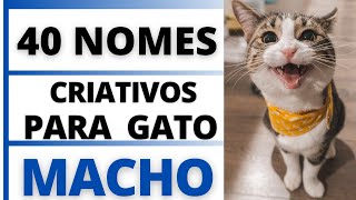 NOMES CRIATIVOS PARA GATO MACHO