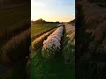 Miskant, który nieustannie zachwyca :) Miskant chiński Memory. ZAPRASZAMY: Knurów ul.Wilsona 80