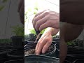 EdensReturn South (Navarre, Florida) Farm Update: Transplanting Kale