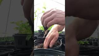 EdensReturn South (Navarre, Florida) Farm Update: Transplanting Kale