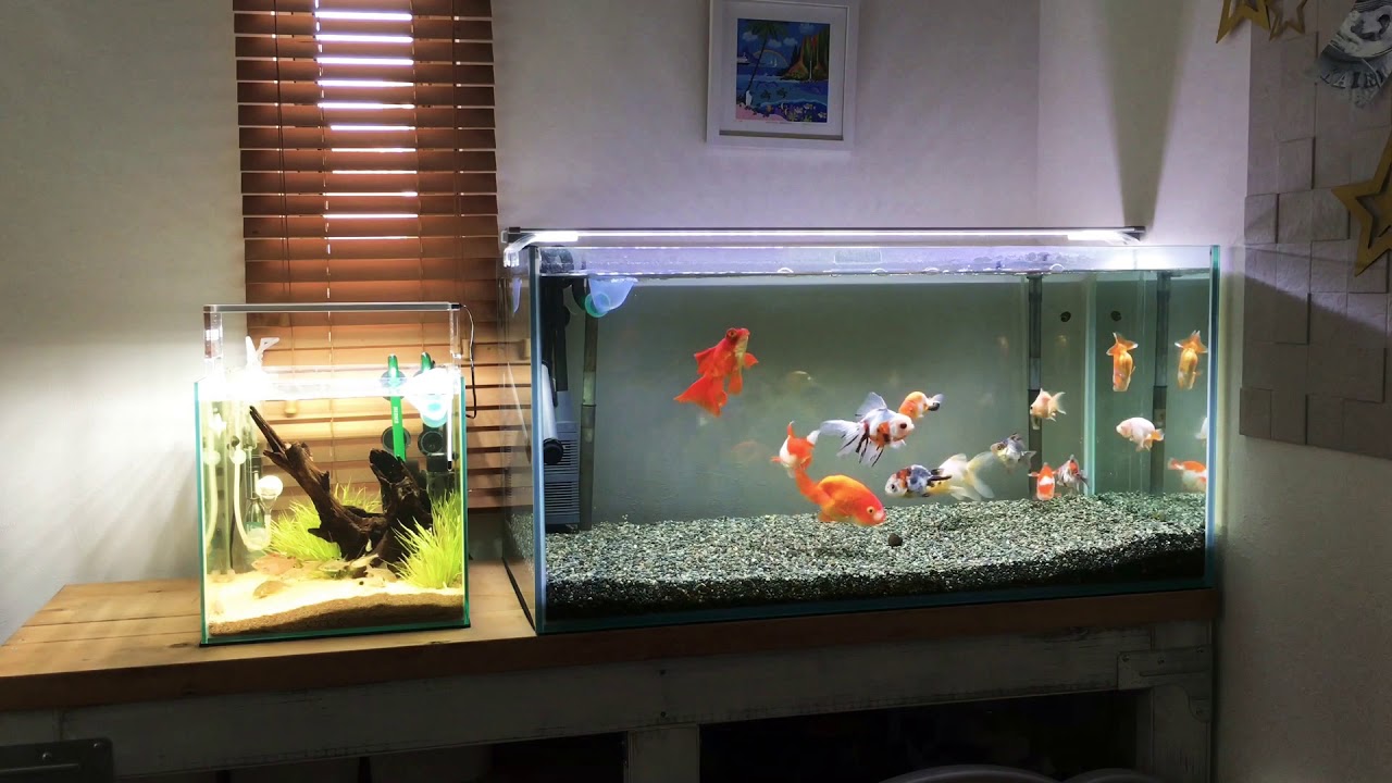 金魚過密飼育 90cm水槽に13匹 Overcrowded Goldfish Tank Youtube