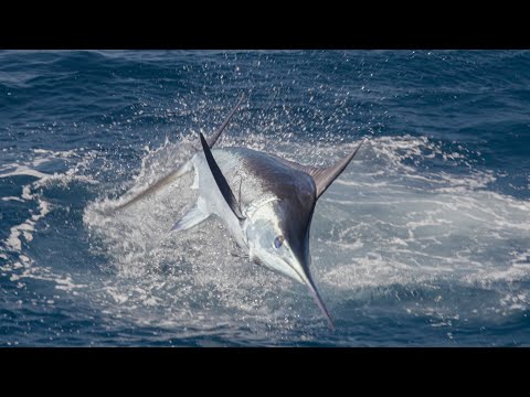 Insane Marlin Fishing in Costa Rica - 2023