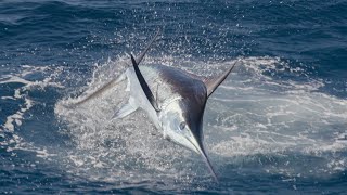 Insane Marlin Fishing in Costa Rica - 2023