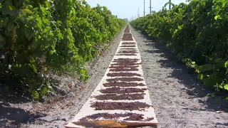 The Valley s crops are getting sunburned in this extreme heat