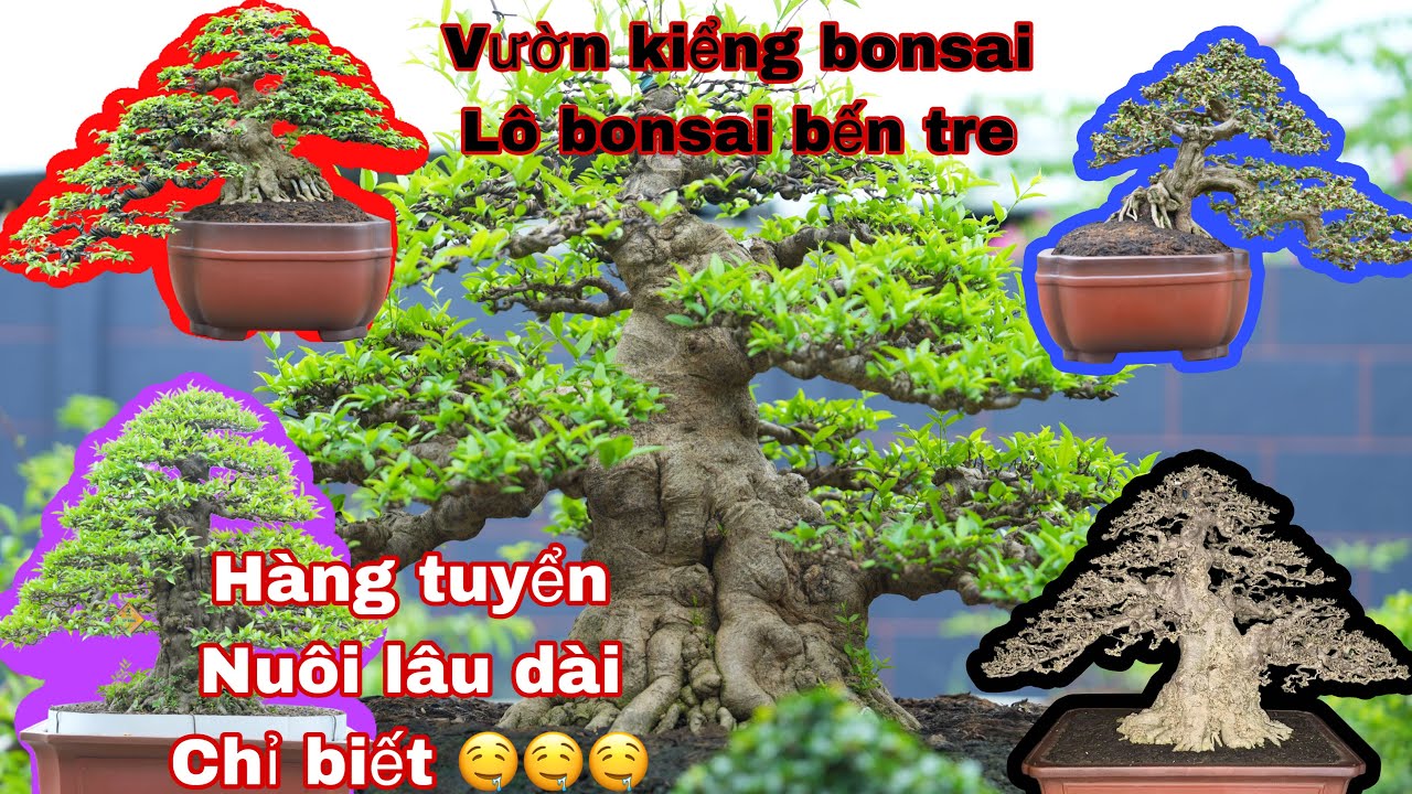 vườn bonsai lô bến tre , quá nhiều tác phẩm đẹp đang tạo tác ,toàn hàng chất lượng cao quá tê