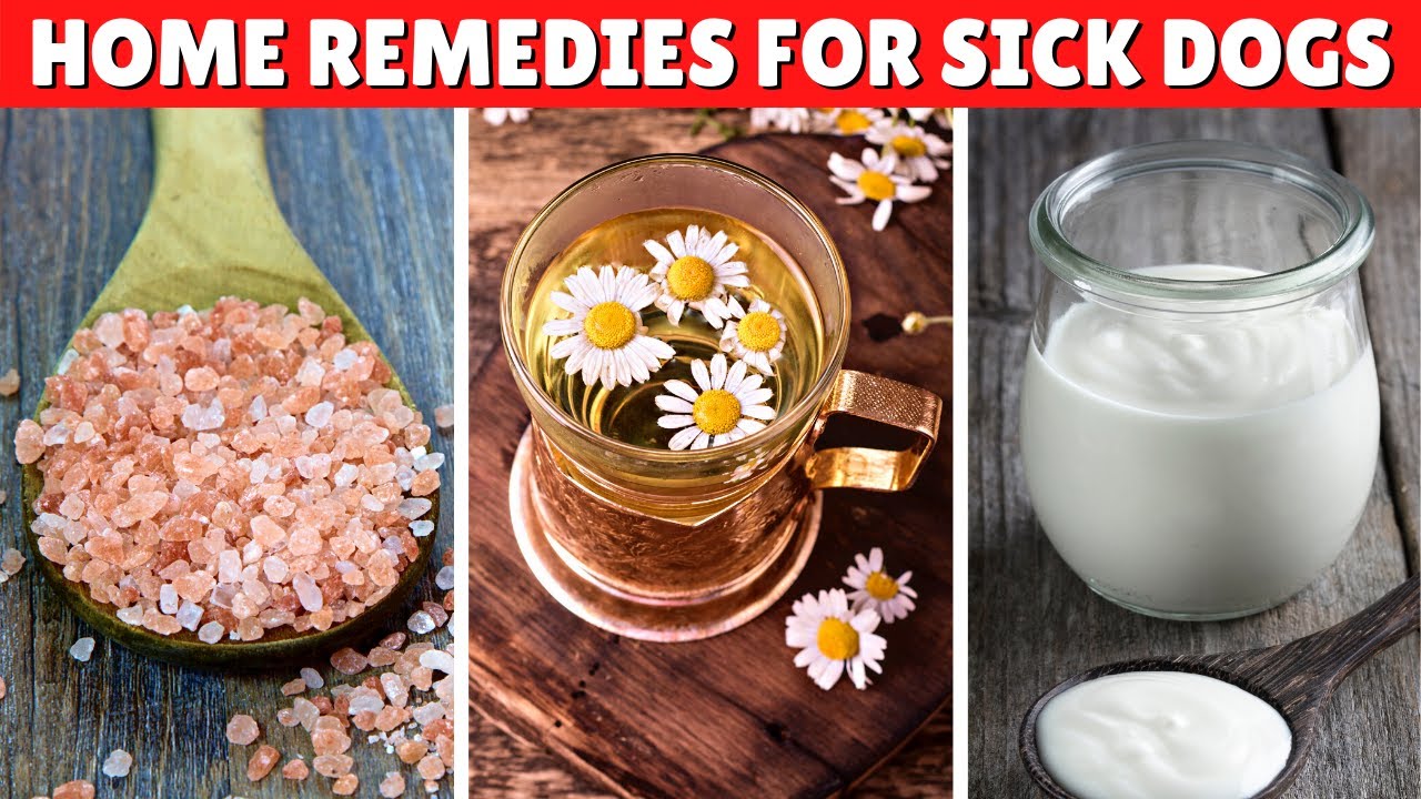 5 Home Remedies For A Sick Dog 🐶💊 Approved By Veterinarians YouTube