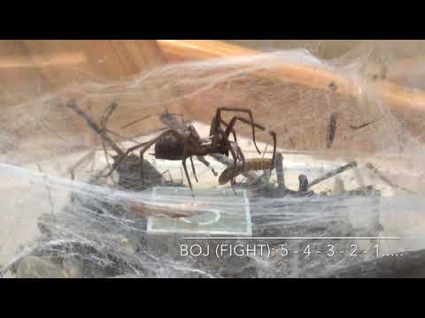 Video: Z Philadelphia Museum Bylo Ukradeno 7 000 Hmyzu, Pavouků A Ještěrek