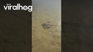 Leopard Stingray Charges Paparazzi || Viralhog