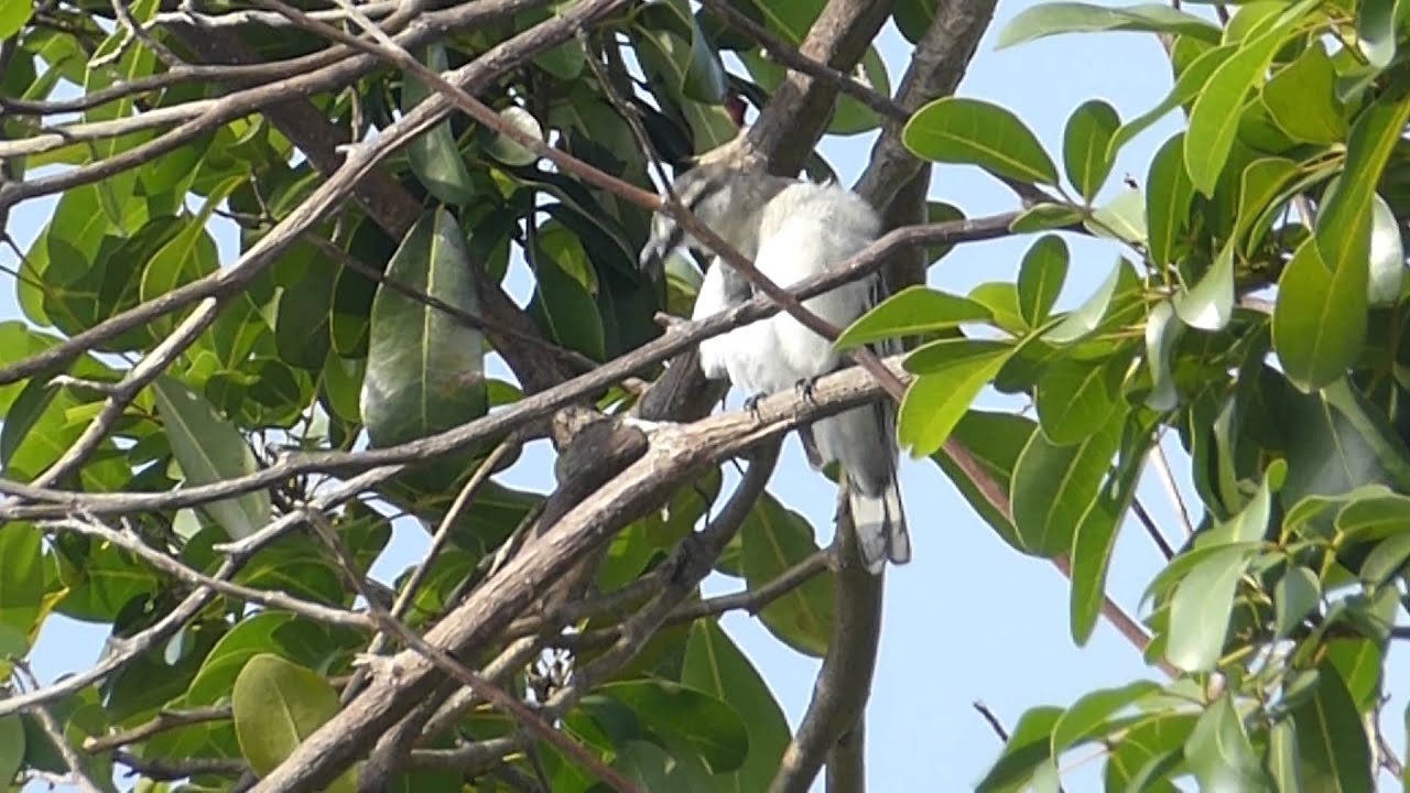 Pied Triller 