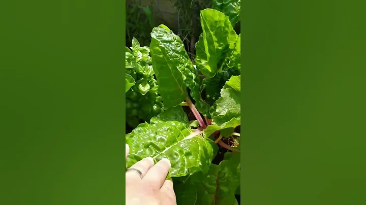 Raised Garden Bed update #shorts