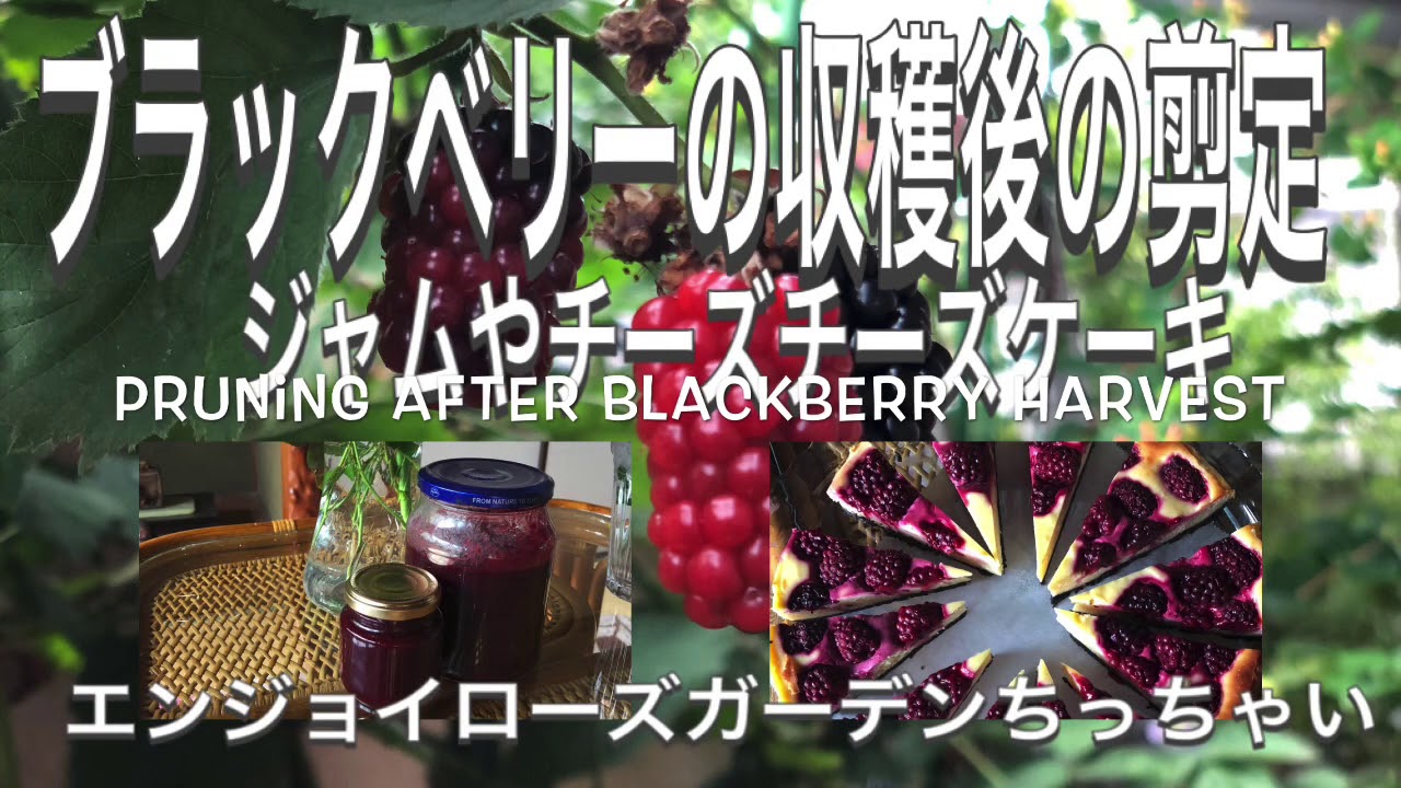 ブラックベリーの収穫後の剪定post Harvest Pruning Of Blackberries Youtube