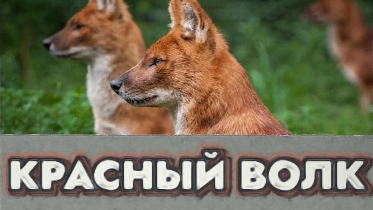 Красный волк