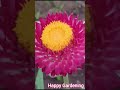 Happy Gardening #indhu #flowers #ytshorts #happygardening