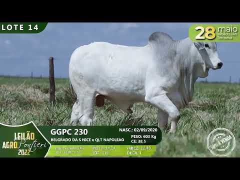 LOTE 14   GGPC 230