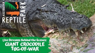 LIVE: GIANT CROCODILE TUG-OF-WAR | AUSTRALIAN REPTILE PARK