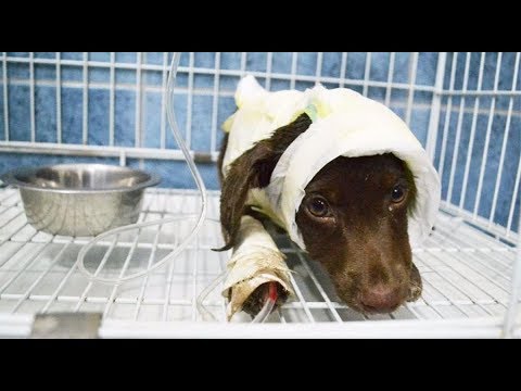 La muerte del perro 'chocolate' a juicio