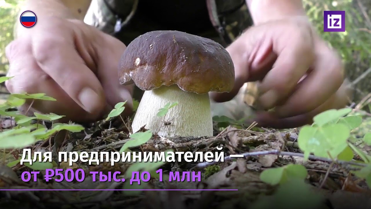 Любителей ходить в лес по грибы могут начать штрафовать - YouTube