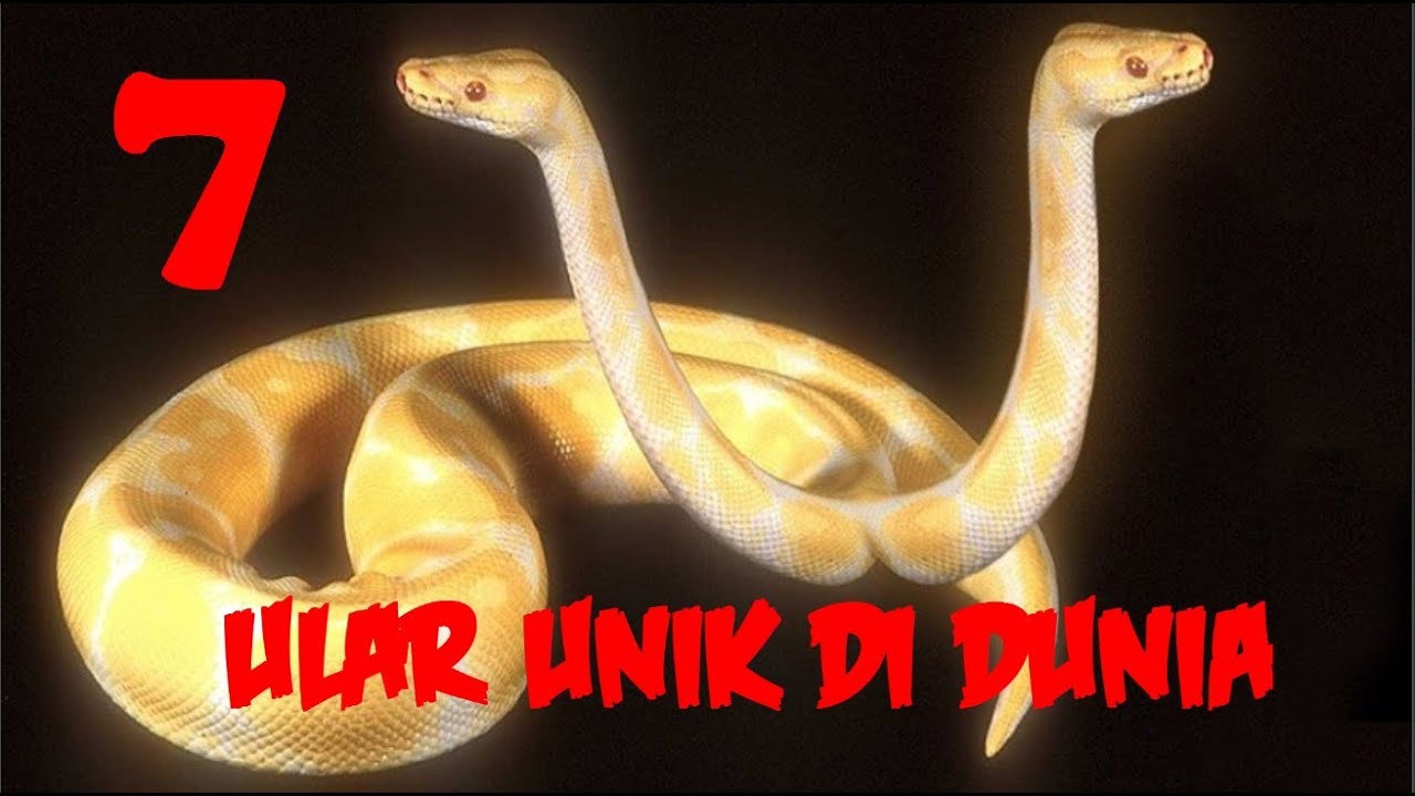 Unik Langka Inilah 7 Jenis Ular Paling Aneh Dan Menakjubkan