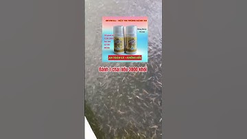 Cá gom cù, tuột nhớt, đổ lông...nỗi ám ảnh của bà con cá tra giống #ksviet#catra#kisinhca#