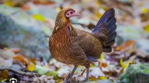 Suab poj qaib tsauj cuab tuaj ceev tuaj zoo 100%