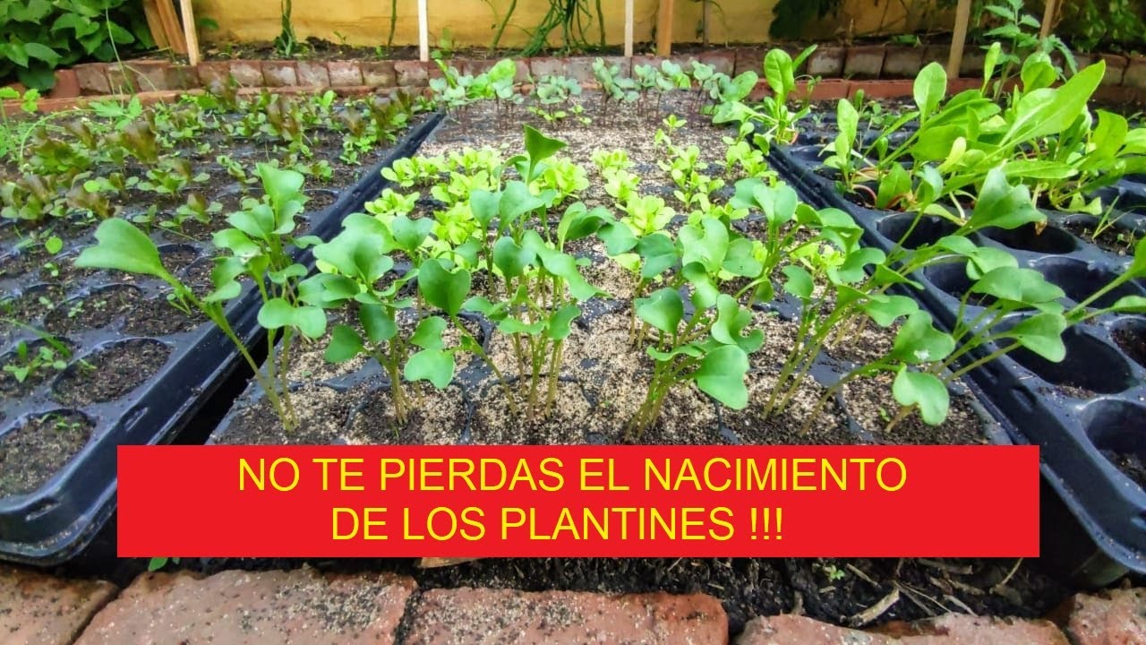 CULTIVAR EN OTOÑO SIN PARAR