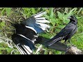 Crow Hunting 2016-2017