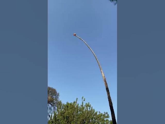 Outline Video Man Risks His Life By Cutting 100-Foot Californian Palm Tree