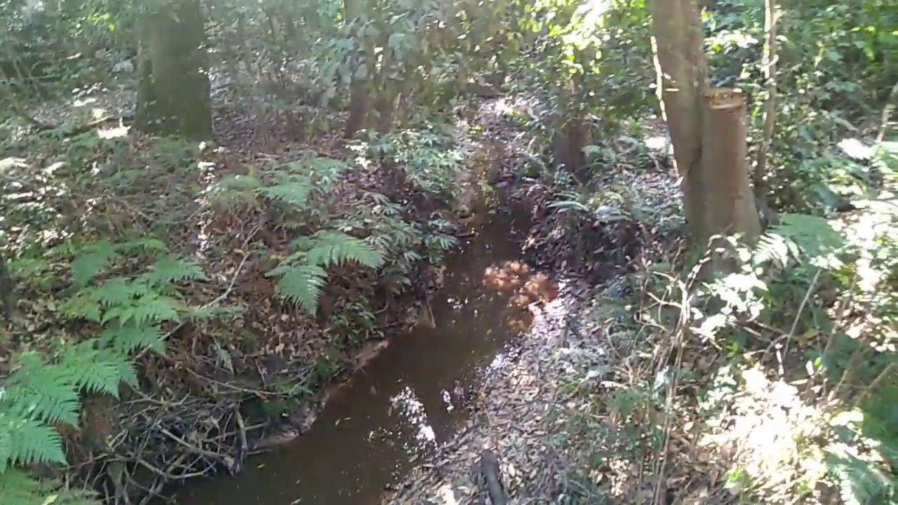 Murramarang National Park Yowie Bigfoot Hairyman Junjudee Search Reports Sightings