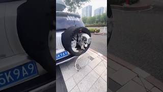 कुत्ता कार के स्टेफनी अंदर बैठ गया 😳😱#shorts #dog #shortsfeed #shortsviral screenshot 2