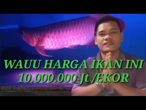 wau harga arwana golden red 10.000.000!! - youtube