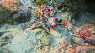 Flamboyant Cuttlefish Walking! Rare Find, Scuba Diving in Malaysia