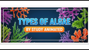 Types of Algae | Class 11 Biology | Green, Brown & Red Algae Explained with Examples #biology #neet