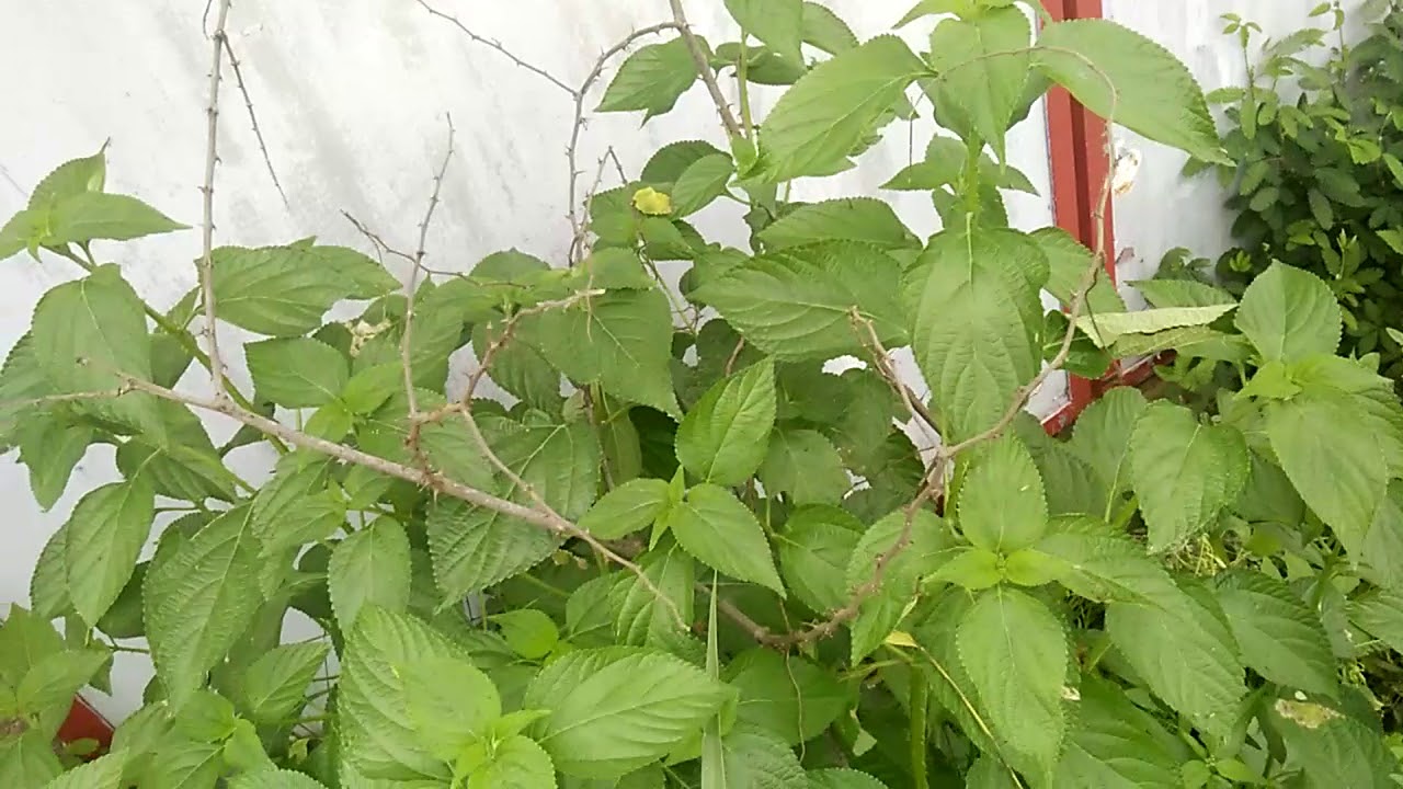 Tragia Involucrata/Bichuti Plant