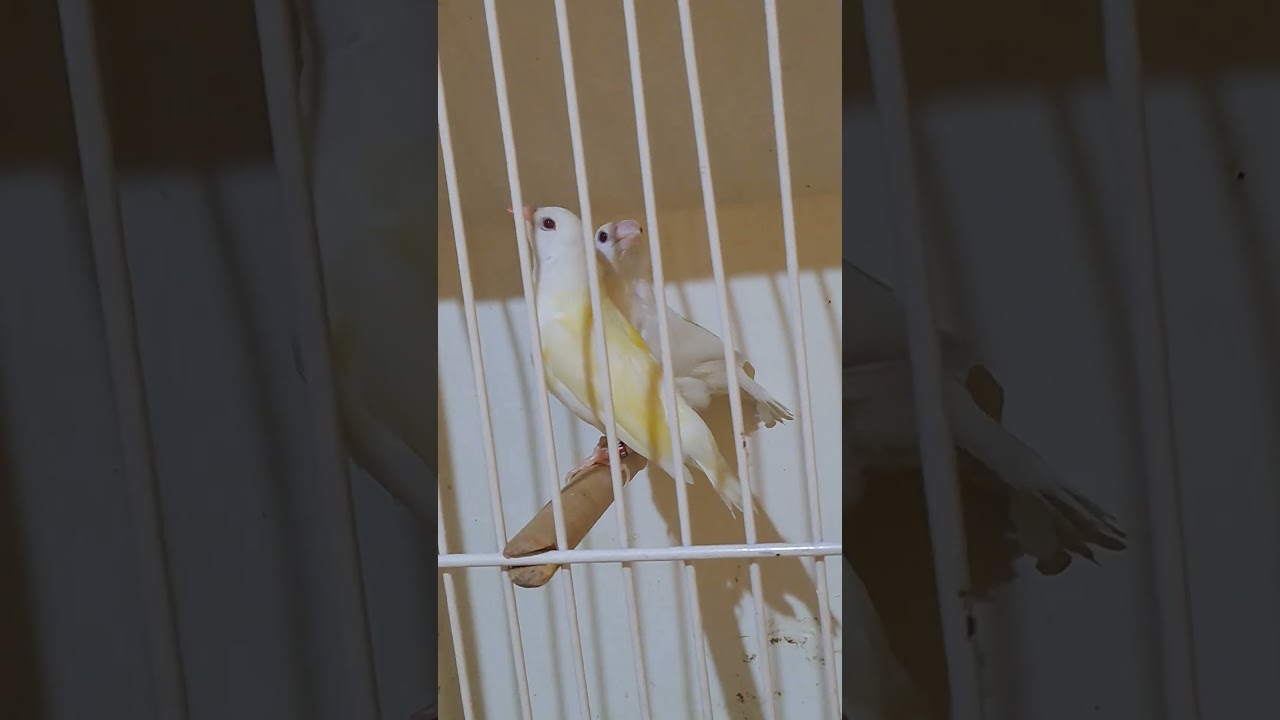 MashaAllah Lutino Red eyes Gouldion Finch 03334805430 