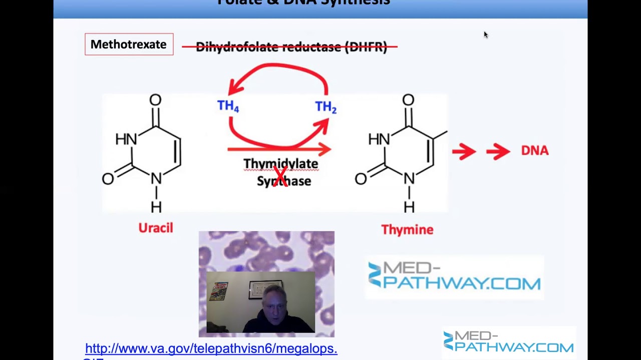 MedPathway MCAT Prep Biochemistry & Physiology of Vitamins. High Yield