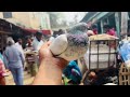 উড়ে পাওয়া কবুতর এর জন্য সঙ্গী নিয়ে আসলাম 🤍❤️.   #animalslove  #pegion  #petlover #কবুতর #পায়রা 