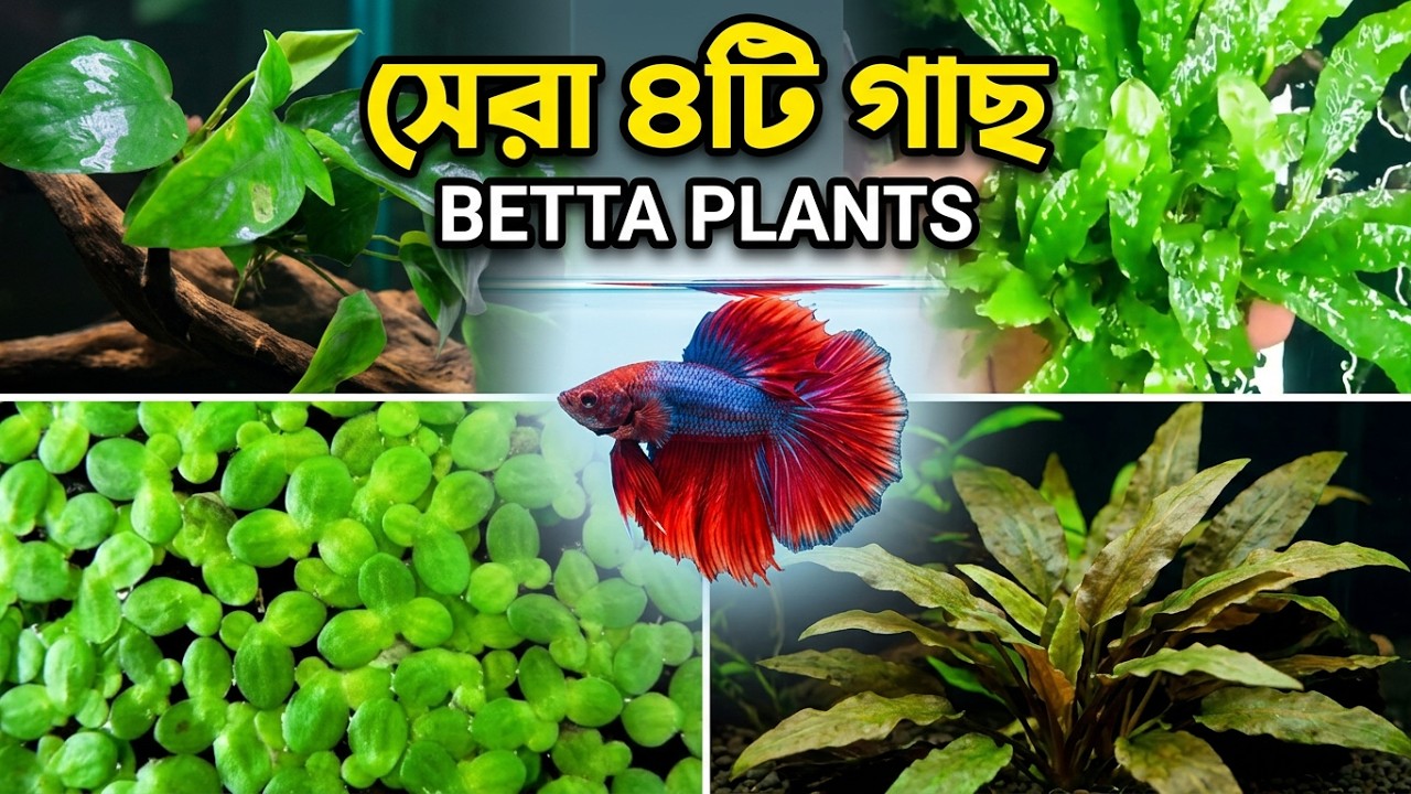 ⁣Best Aquarium Plants for Betta Fish | বেটা ফিশের জন্য সেরা ৪টি লাইভ প্ল্যান্ট