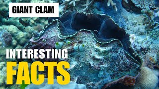 Most Interesting Facts About Giant Clam | Interesting Facts | The Beast World