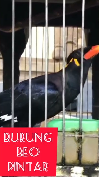 NGAJENG MALU YAN !! BURUNG BEO PINTAR MENIRUKAN SUARA DI BALI #Shorts