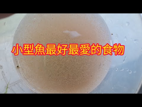 水蚤 孔雀魚 鬥魚 燈魚 最愛吃的食物 水蚤怎麼養 培育水蚤