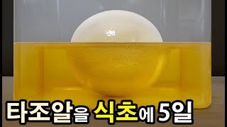 (🦃타조주의)🥚타조알을 식초에 5일 담가두면 생기는 일(5:53ㄱㄱ)