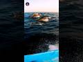 🐬 டால்ஃபின் 🐬😍😍😍 #dolphin #qatartamilmeenavan #fishing #sealifeenjoy #trending #fish #viral #sorts