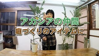 64 アカシアの仲間たち Youtube