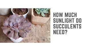 || SUCCULENT FAQ 3 || HOW MUCH SUNLIGHT DO SUCCULENTS NEED ?  ||