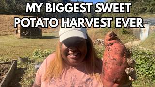 MASSIVE SWEET POTATO HARVEST | HOW I WENT FROM 30 LBS. TO 200 LBS!