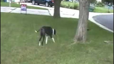 relational dialectics for skills demo 2