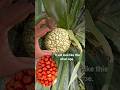 kewda fruit , Amazing fruit , Pandanus tectorius , Screwpine fruit , kia fula #fruit #food #viral